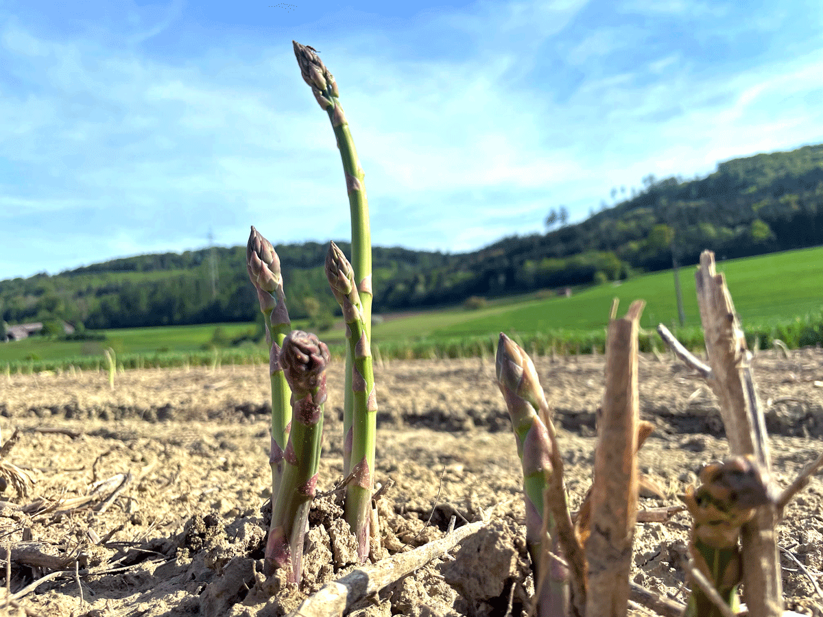 broglis hofladen spargel grün