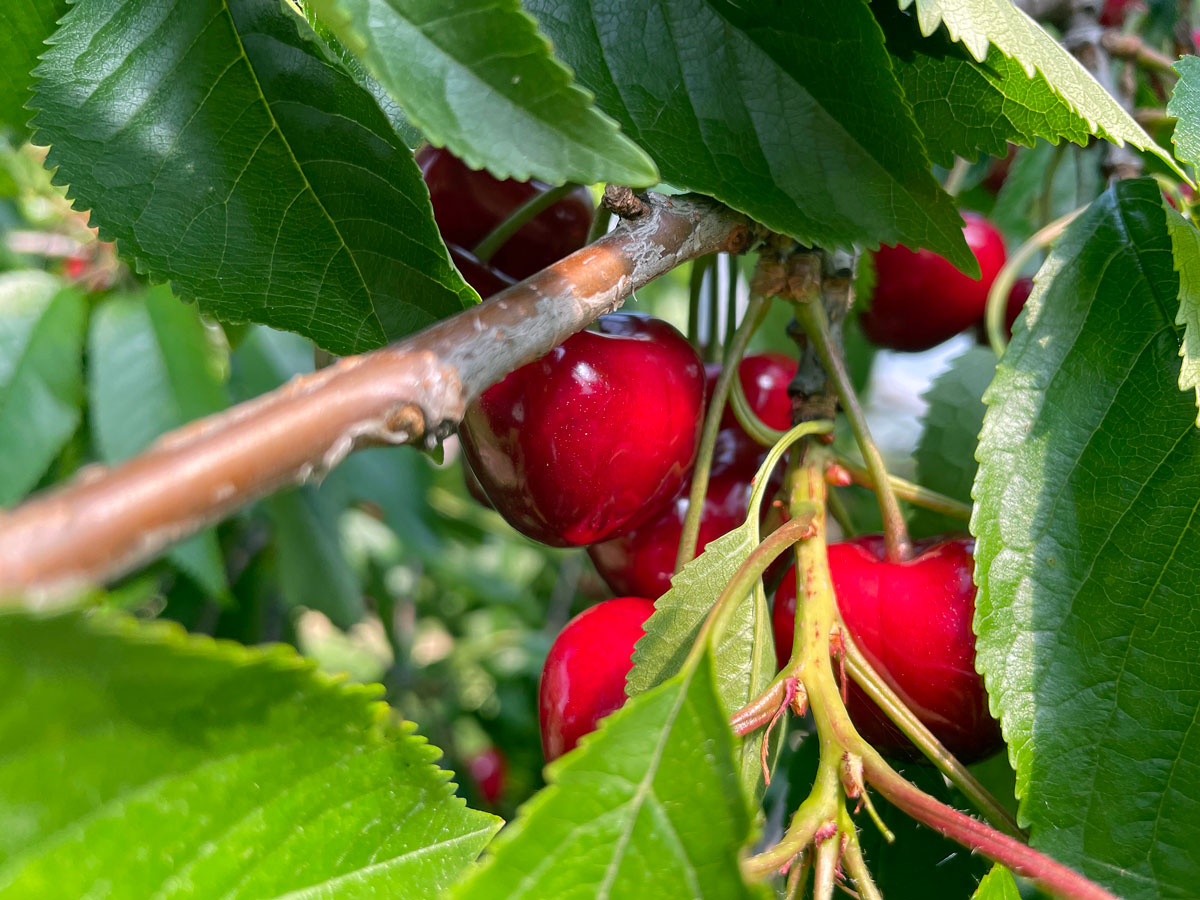 Broglis Hofladen Zeiningen Fricktal Kirschen