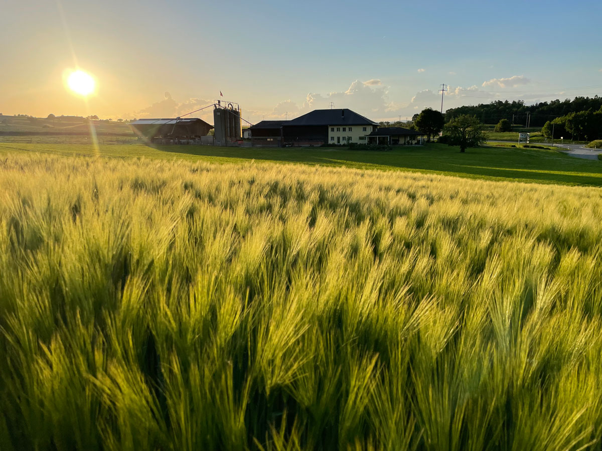 Broglis Hofladen Zeiningen Fricktal Hof Gerste Sonnenuntergang