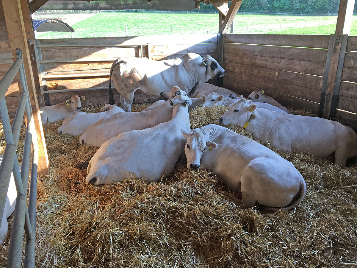 Broglis Hofladen Zeiningen Fricktal Piemonteser Rinder im Stall