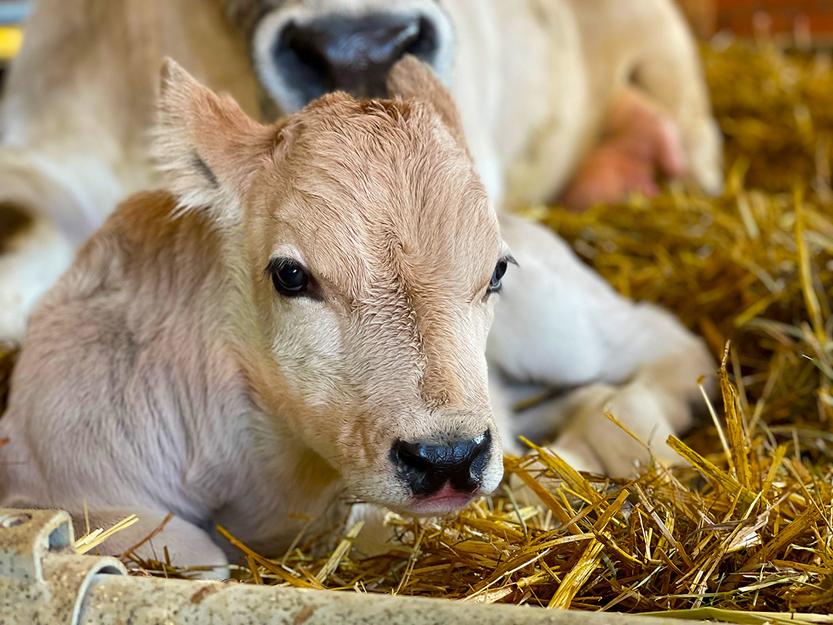 Broglis Hofladen Zeiningen Fricktal Piemonteser Rinder Kalb im Stall