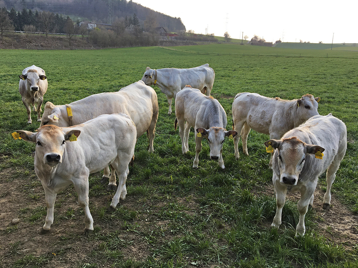 Broglis Hofladen Zeiningen Fricktal Piemonteser Rinder auf der Wiese