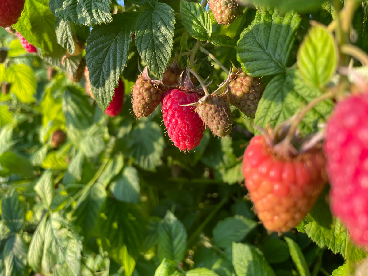 Broglis Hofladen Zeiningen Fricktal Früchte Himbeeren Frisch